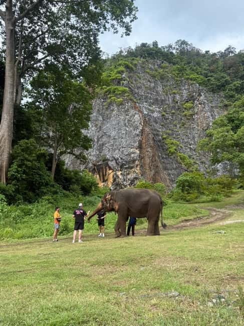 Krabi: Ethical Elephant Sanctuary & Tiger Cave Temple Tour - Feeding elephants at Krabi Elephant Green Sanctuary