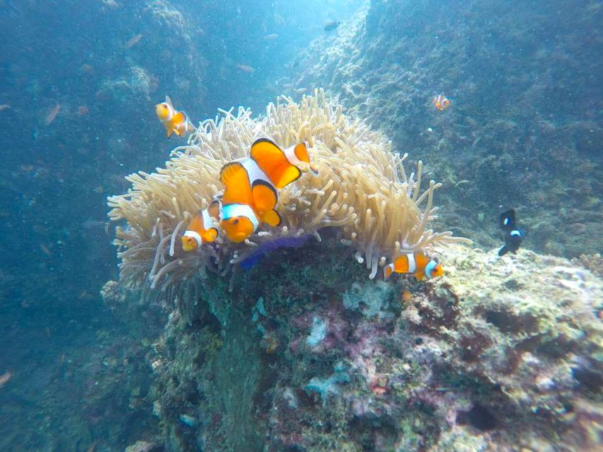 Krabi: Freediving and Snorkeling at Yawasam and Talu Island - Should you book the Yawasam and Talu tour?