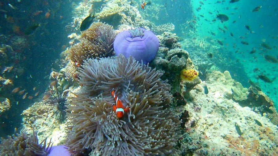 Krabi: Freediving and Snorkeling at Yawasam and Talu Island - What the $59 price really includes