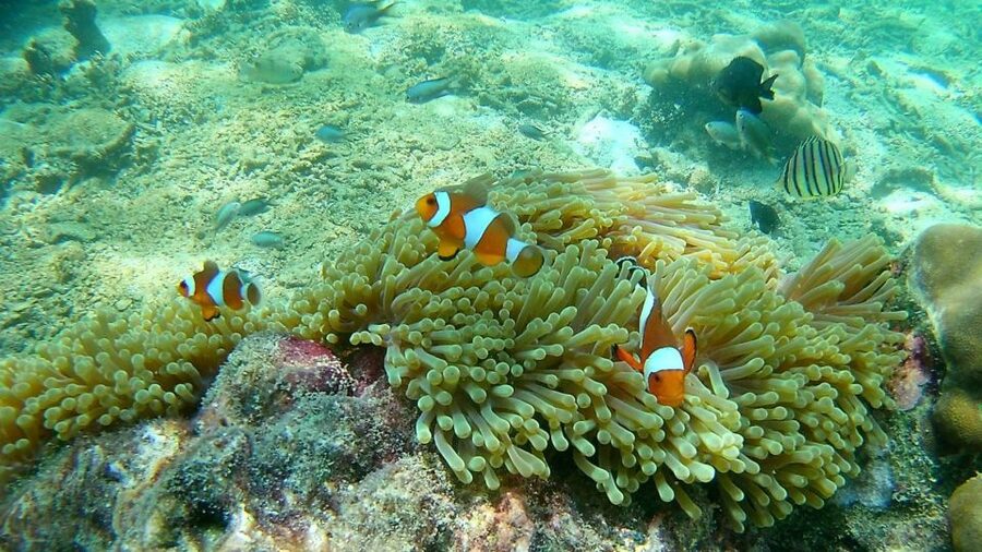 Krabi: Freediving and Snorkeling at Yawasam and Talu Island - The real strengths and the real weak spots