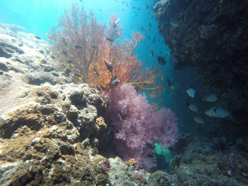 Krabi: Freediving and Snorkeling at Yawasam and Talu Island - Who should book this snorkeling day?