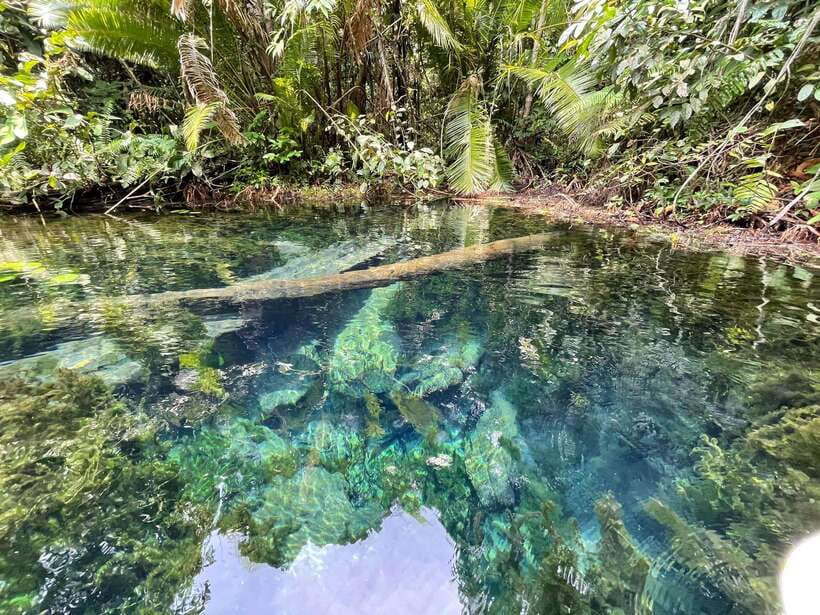 Krabi: Klong Root (Crystal lake) Kayaking tour - Swimming among fish at the spring pool