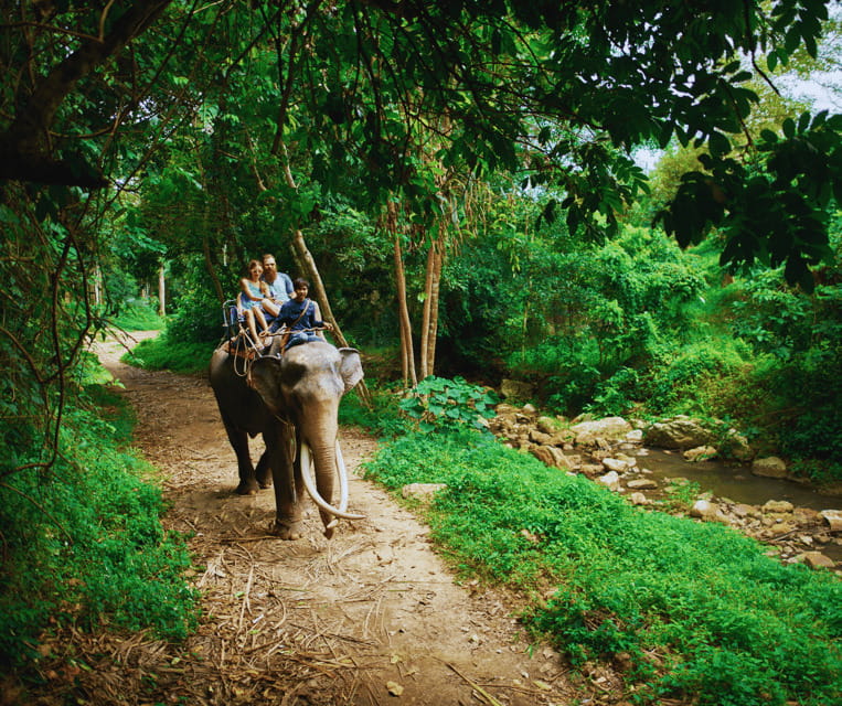 Krabi: Rainforest Jungle Tour with Emerald Pool & Hot Spring - The rainforest trails and canopy bridge