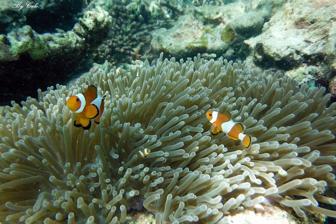Krabi to James Bond and Hong Islands Offbeat Speedboat Tour - Koh Yao Noi and the quieter coves