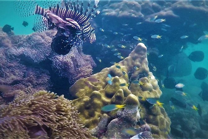 Local Reef Snorkelling and Deserted Beach - Why this Khao Lak boat trip is worth considering