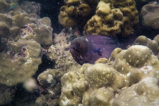 Local Reef Snorkelling and Deserted Beach - What the reef stop is really like
