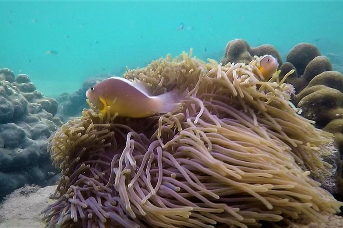 Local Reef Snorkelling and Deserted Beach - The deserted beach and the best lunch stop