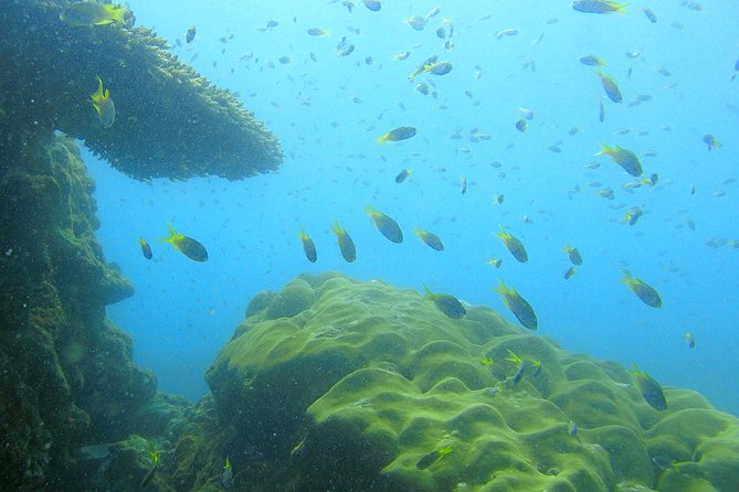 Local Reef Snorkelling and Deserted Beach - Small-group guiding makes a real difference