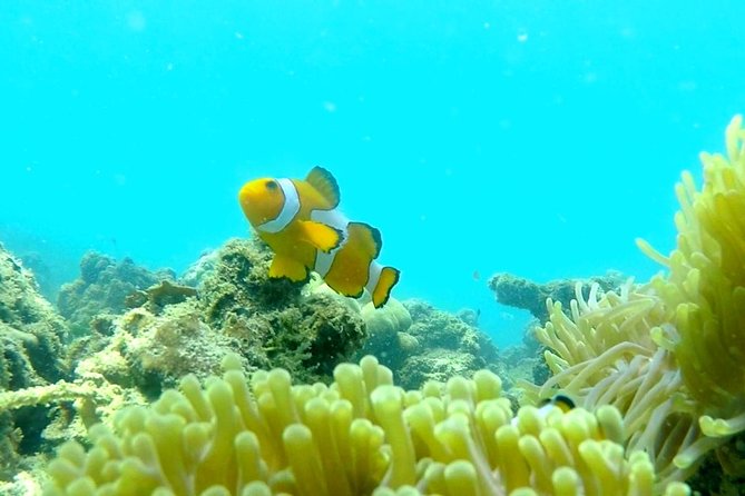 Local Reef Snorkelling and Deserted Beach - Price, transport, and what you receive for $101.05