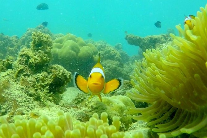 Local Reef Snorkelling and Deserted Beach - The timing advice I would follow