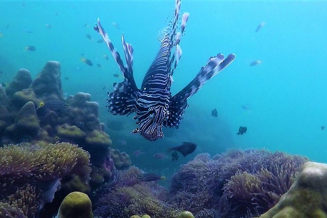 Local Reef Snorkelling and Deserted Beach - Who should book this experience?