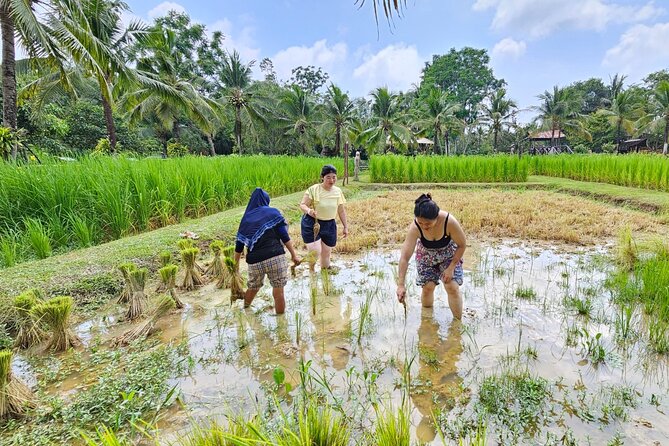 Old Phuket Farm Ticket - Countryside Local Life Culture - Meeting the buffaloes and understanding rice farming