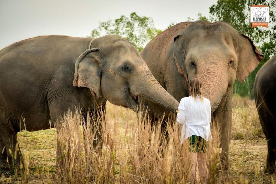 Pattaya: Elephant Jungle Sanctuary Feeding Experience - A soft drink and a quiet finish