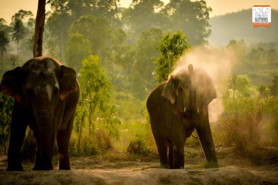 Pattaya: Elephant Jungle Sanctuary Feeding Experience - Who will enjoy this Pattaya activity?