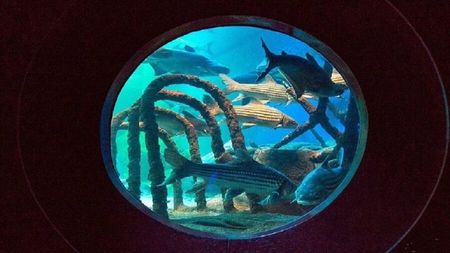 Pattaya: Underwater World Pattaya Aquarium Admission Ticket - Ticket value and the important voucher warning