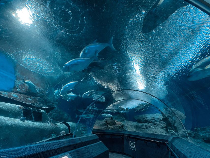 Pattaya: Underwater World Pattaya Aquarium Admission Ticket - What the aquarium visit is really like