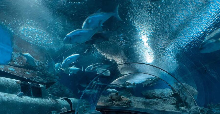 Pattaya: Underwater World Pattaya Aquarium Admission Ticket - Coral Reef Zone: color before the larger animals