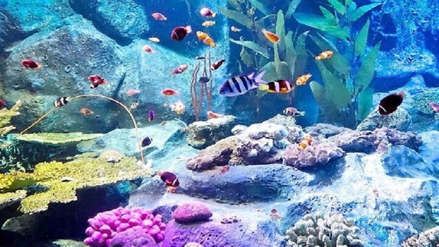 Pattaya: Underwater World Pattaya Aquarium Admission Ticket - Shark and Stingray Zone: the safest close encounter