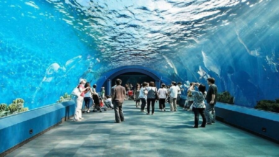 Pattaya: Underwater World Pattaya Aquarium Admission Ticket - Jellyfish Zone: a slower, calmer stop