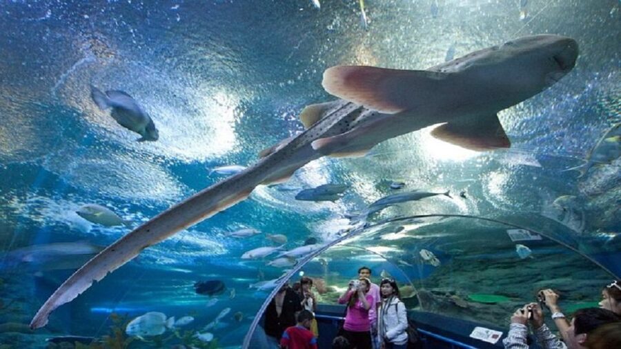 Pattaya: Underwater World Pattaya Aquarium Admission Ticket - The 105-meter tunnel is the main event