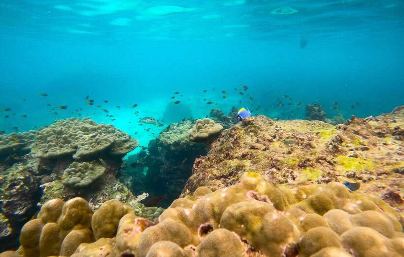Phi Phi: Half-Day Tour with Maya Bay, Pileh Lagoon & Snorkel - Maya Bay gets the time it deserves