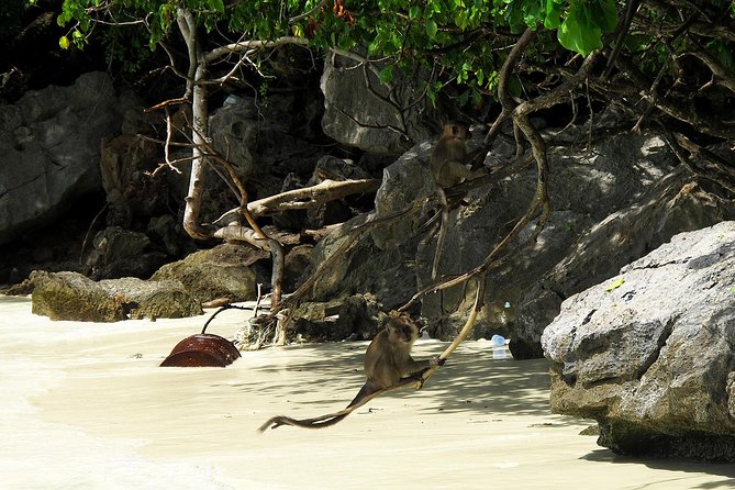 Phi Phi & Maya Bay Speedboat: All-Day Food & Choice of 3 Marinas - Monkey Beach: wildlife from a safe distance