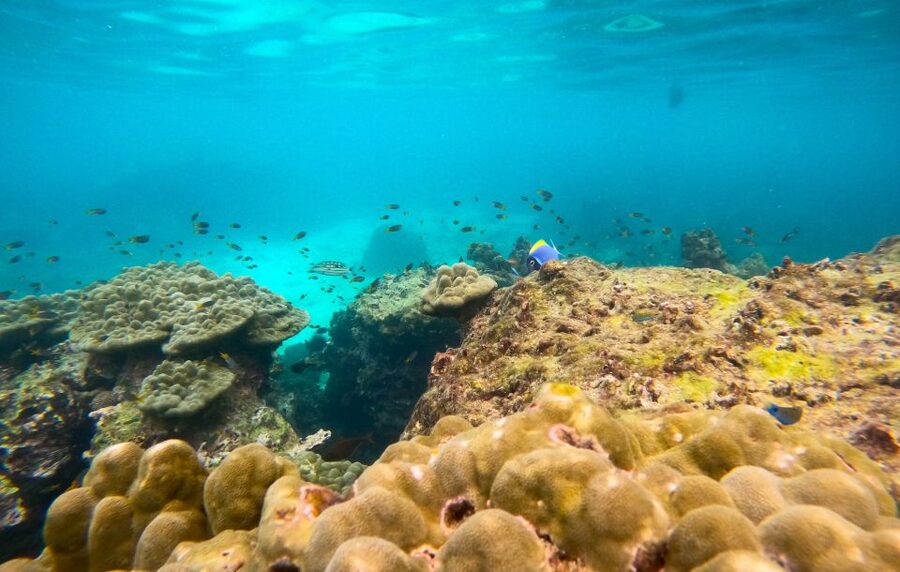 Phi Phi: Morning Speedboat Tour to Maya Bay with Snorkel - Key points to know before booking