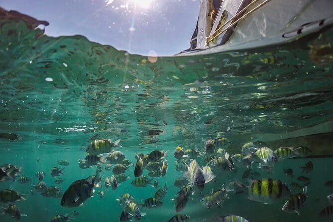Phi Phi with Maya and Bamboo Island Day Trip by Speedboat - Maya Bay is famous, but access is not guaranteed