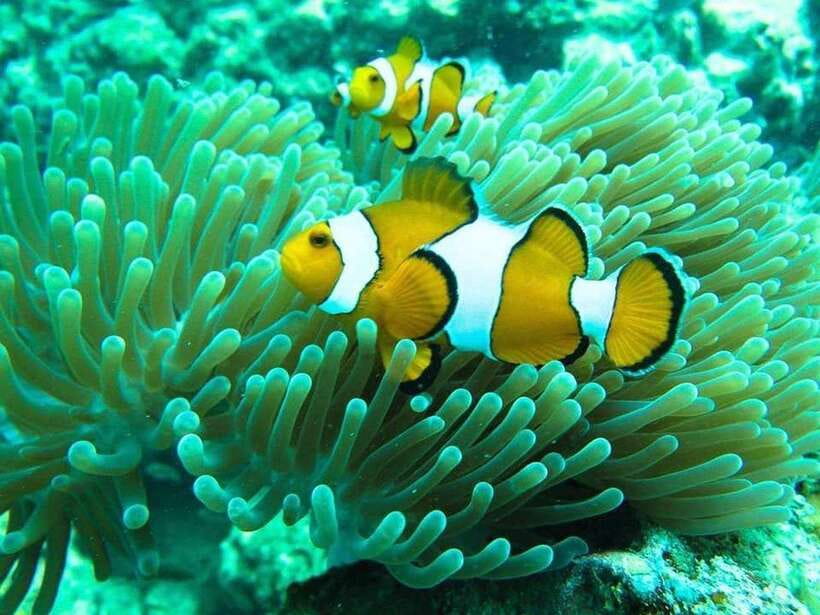 Phuket: 3 Khai Islands Relax & Snorkeling Half/Full Day Tour - Why the Khai Islands make an easy Phuket outing