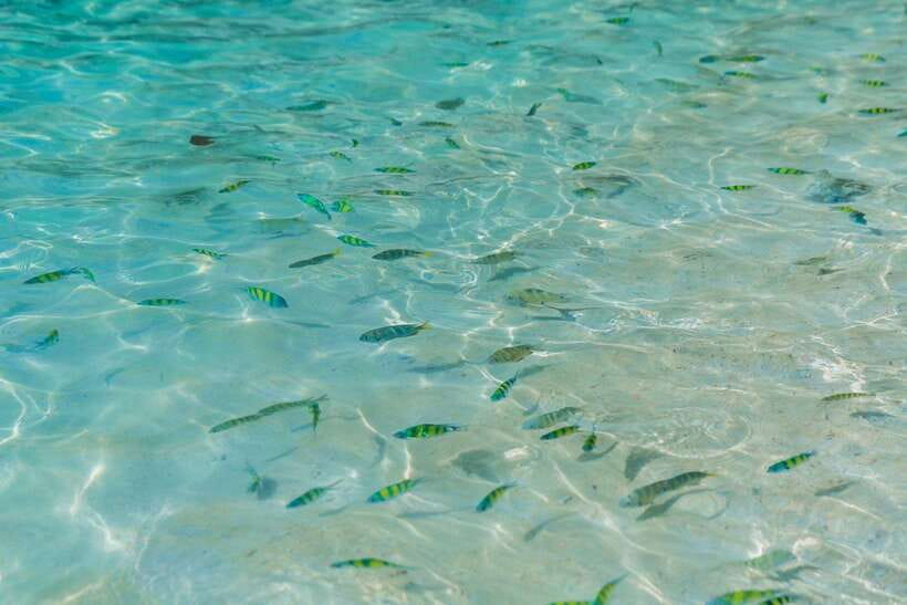 Phuket: 3 Khai Islands Relax & Snorkeling Half/Full Day Tour - Khai Nui: the best snorkeling, when conditions allow