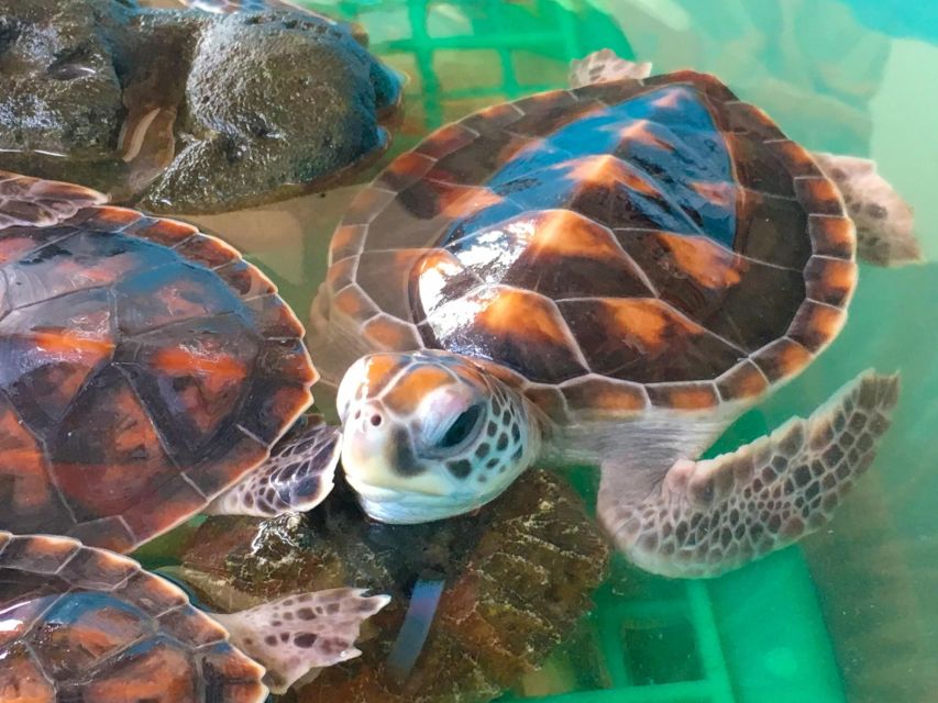 Phuket: Bamboo Rafting, Monkey Cave, and ATV Option - Sea turtles and a conservation lesson
