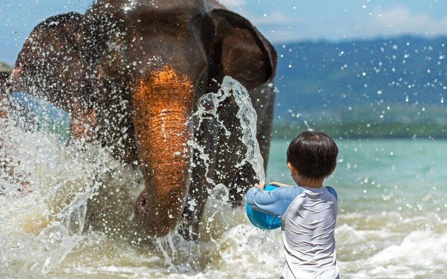 Phuket:Beach walk with elephants, rain & care. 2.5 hours - The private beach bath and elephant brushing