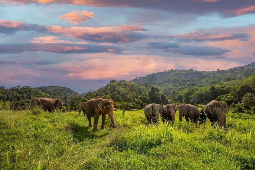 Phuket: Bukit Elephant Park Sanctuary Walk and Feed Tour - Key points at a glance