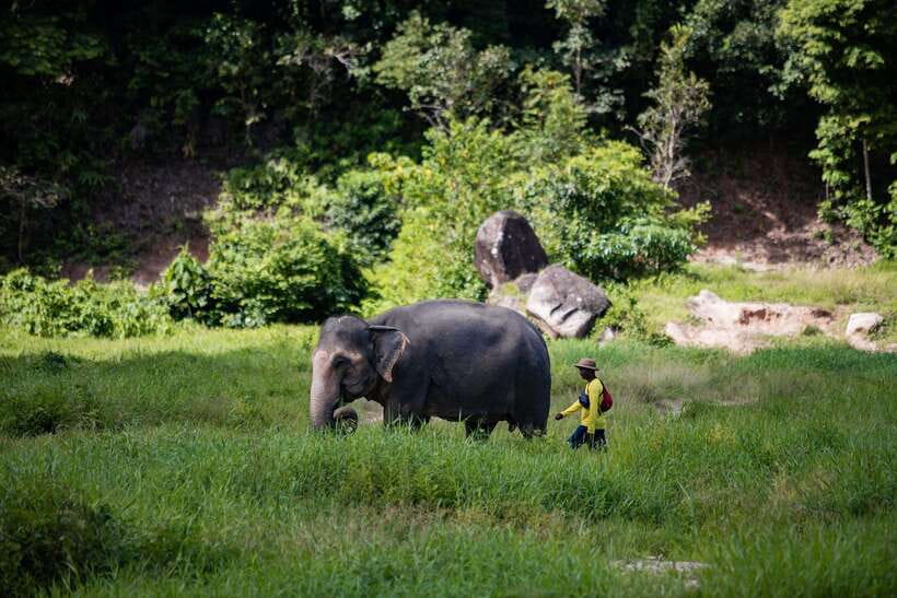 Phuket: Bukit Elephant Park Sanctuary Walk and Feed Tour - Your first welcome at Bukit Elephant Park