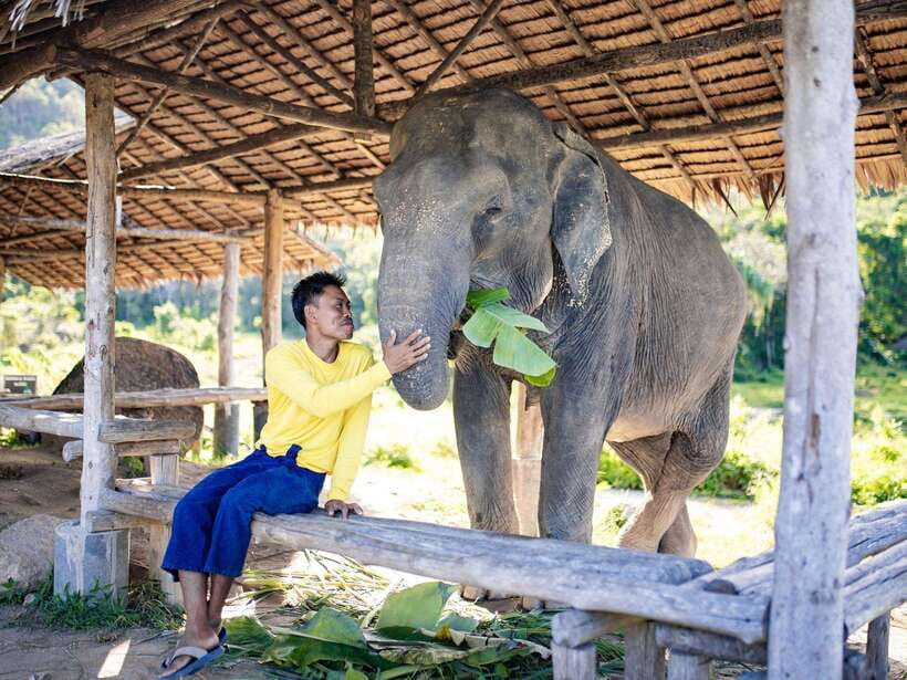 Phuket: Bukit Elephant Park Sanctuary Walk and Feed Tour - What the $51 price buys you