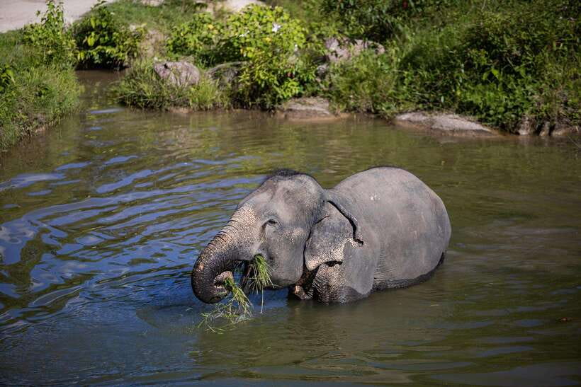 Phuket: Bukit Elephant Park Sanctuary Walk and Feed Tour - Important changes to check before booking