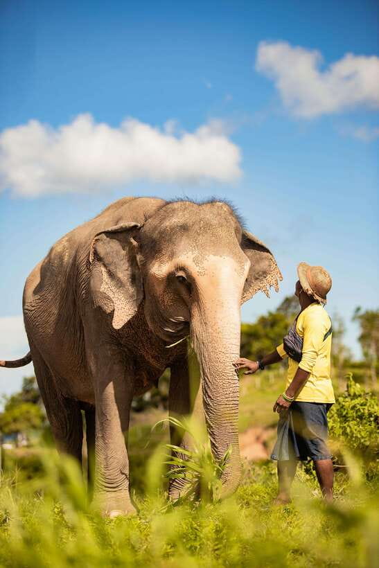 Phuket: Bukit Elephant Park Sanctuary Walk and Feed Tour - Getting there from Phuket hotels