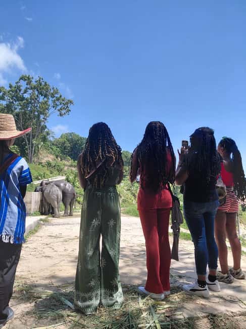 Phuket: Eco Guided Tour at Elephant Sanctuary - A short elephant visit with a clear purpose