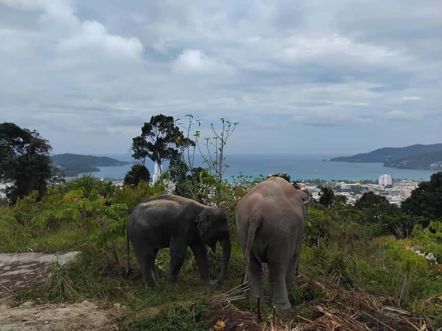Phuket: Eco Guided Tour at Elephant Sanctuary - The opening briefing sets the tone