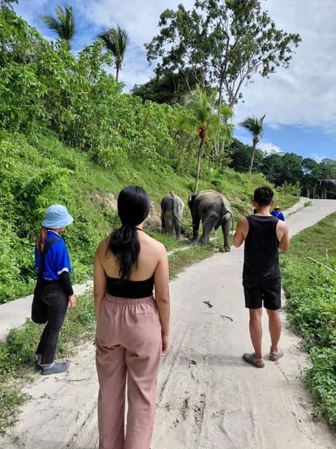 Phuket: Eco Guided Tour at Elephant Sanctuary - Meeting the elephants on their own terms