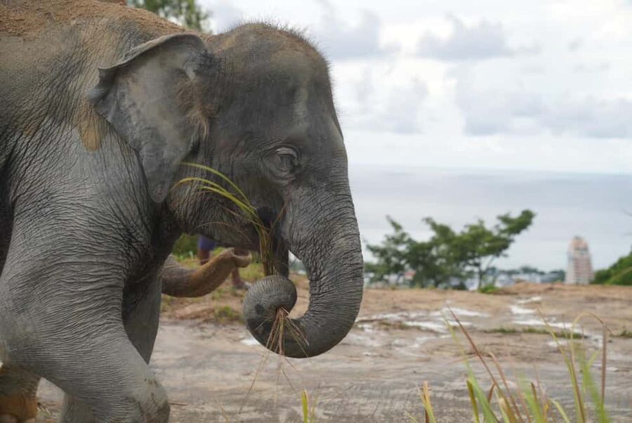 Phuket: Eco Guided Tour at Elephant Sanctuary - Understanding the mahouts and their daily work