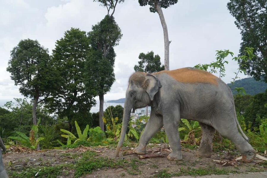Phuket: Eco Guided Tour at Elephant Sanctuary - What the 30-minute schedule really means