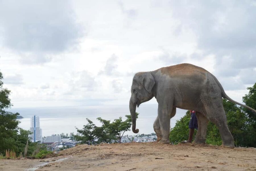Phuket: Eco Guided Tour at Elephant Sanctuary - Is $32 good value?