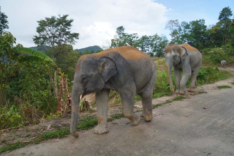 Phuket: Eco Guided Tour at Elephant Sanctuary - Booking flexibility and small practical details