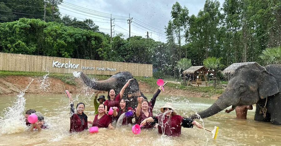 Phuket: Elephant Experience with Lunch or Dinner and Pickup - Key points to know