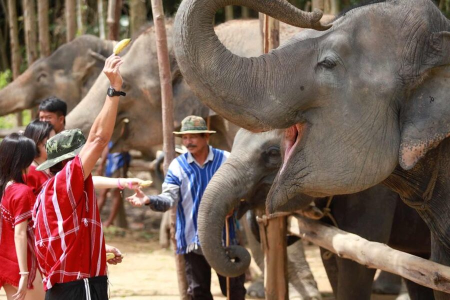 Phuket: Elephant Experience with Lunch or Dinner and Pickup - Meeting Phuket’s elephants without a saddle