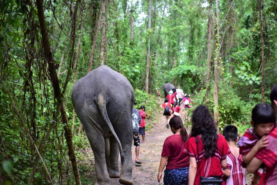 Phuket: Elephant Experience with Lunch or Dinner and Pickup - Feeding the elephants, including a baby