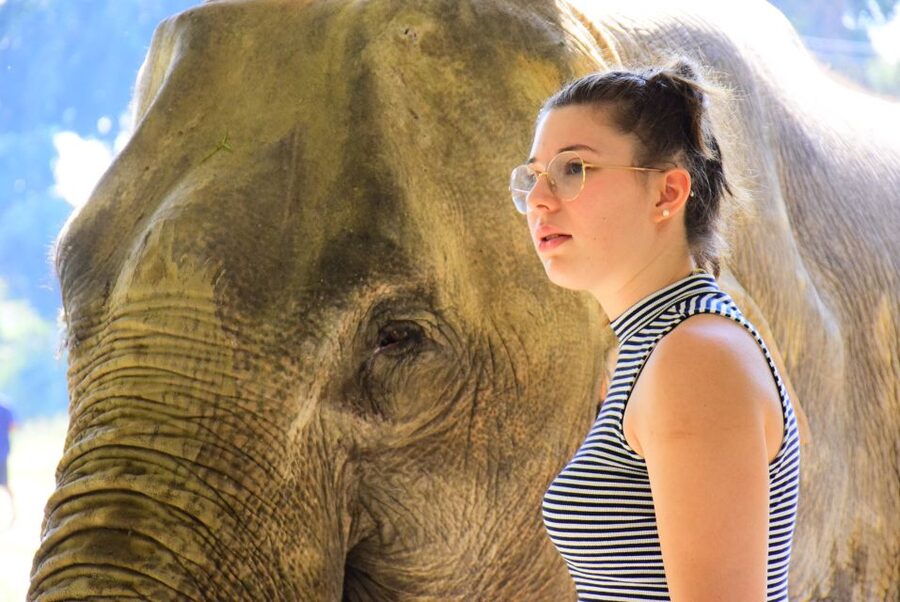 Phuket: Elephant Feeding Program - A Short Elephant Visit With a Hands-On Focus