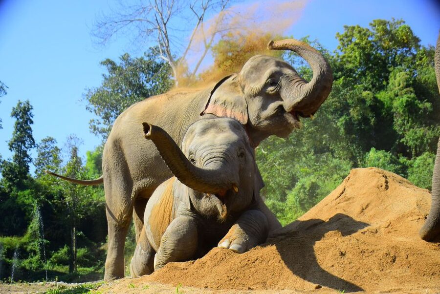 Phuket: Elephant Feeding Program - Preparing the Food Yourself