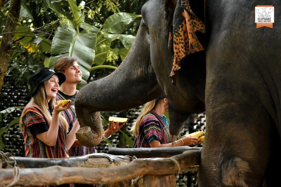 Phuket: Elephant Jungle Sanctuary Ethical Feeding Experience - Key points at a glance